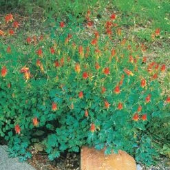 Arizona Columbine -Plant Seed Store 20816 aquilegia desertorum