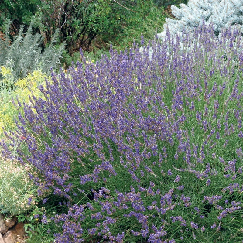 Grosso French Lavender 1 Grosso French Lavender