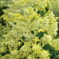 Plant Seed Store -Plant Seed Store 91924 solidago little lemon