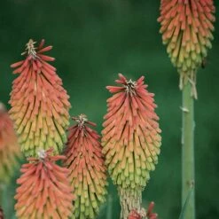Fire Dance Red Hot Poker -Plant Seed Store 96488 kniphofia hirsuta fire dance