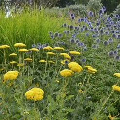 Coronation Gold Yarrow -Plant Seed Store achillea coronation gold yarrow globe thistle garden