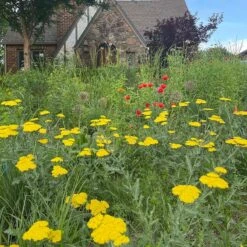 Moonshine Yarrow -Plant Seed Store achillea moonshine yarrow 3
