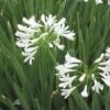 White Lily Of The Nile (Agapanthus)