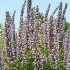 Blue Fortune Agastache 6 Blue Fortune Agastache -Plant Seed Store agasatche blue fortune blue garden 1
