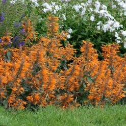 Apricot Sprite Agastache -Plant Seed Store agastache agastache apricot sprite walters gardens cropped