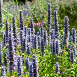 Black Adder Agastache -Plant Seed Store agastache black adder 3