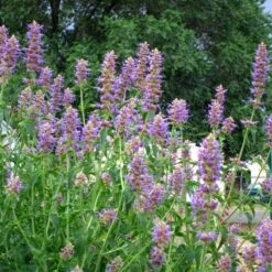Blue Blazes Agastache -Plant Seed Store agastache blue blazes 1