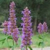 Blue Blazes Agastache