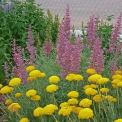 Desert Solstice Agastache -Plant Seed Store agastache desert solstice achillea gold plate