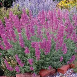 Desert Solstice Agastache -Plant Seed Store agastache desert solstice bush