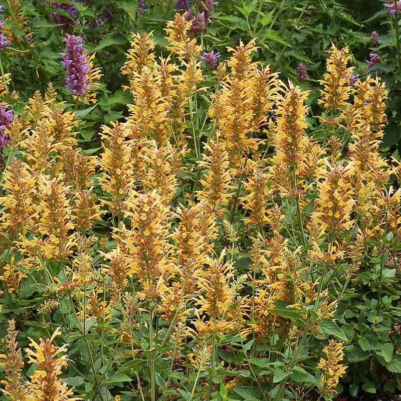 Kudos™ Gold Agastache 1 Kudos™ Gold Agastache