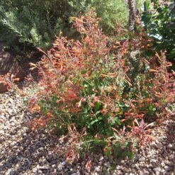 Kudos™ Mandarin Agastache -Plant Seed Store agastache kudos mandarin 3