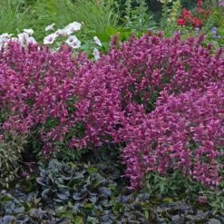 Rosie Posie Agastache -Plant Seed Store agastache rosie posie 3