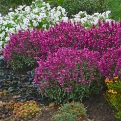 Rosie Posie Agastache -Plant Seed Store agastache rosie posie 4