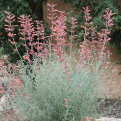Agastache Rupestris 9 Agastache Rupestris -Plant Seed Store agastache rupestris 11825 3