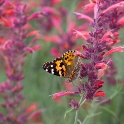 Agastache Rupestris 13 Agastache Rupestris -Plant Seed Store agastache rupestris pollinators