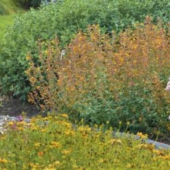 Apricot Sprite Agastache -Plant Seed Store agastache agastache apricot sprite walters gardens 1 cropped 1 1