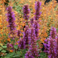 Blue Boa Agastache -Plant Seed Store agastache blue boa 1b 1 with apricot sprite 2