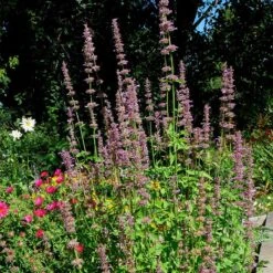 Agastache Neomexicana -Plant Seed Store agastache neomexicana in the garden