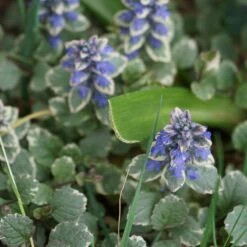 Silver Queen Ajuga -Plant Seed Store ajuga silver queen 3
