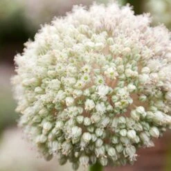Ping Pong Allium -Plant Seed Store allium ampeloprasum pin pong white