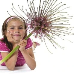 Schubert's Allium -Plant Seed Store allium schubertii kid cropped