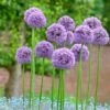 Gladiator Allium
