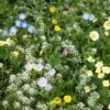 Alternative Lawn Wildflower Seed Mix