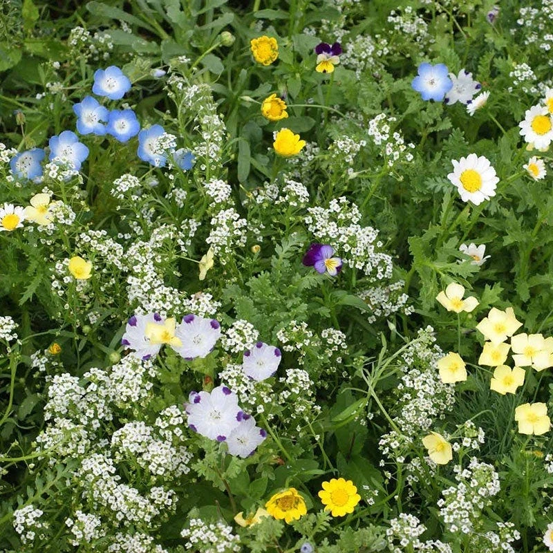 Alternative Lawn Wildflower Seed Mix 1 Alternative Lawn Wildflower Seed Mix