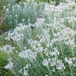 New Snow Pearly Everlasting (Anaphalis) -Plant Seed Store anaphalis margaritacea pearly everlasting chatfield white