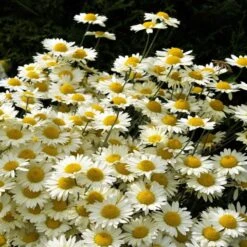 Susanna Mitchell Marguerite Daisy (Anthemis) -Plant Seed Store anthemis tinctoria 19981