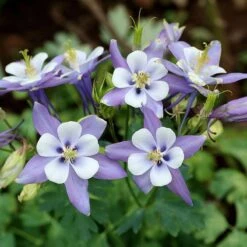 Rocky Mountain Columbine -Plant Seed Store aquilegia caerulea rocky mountai