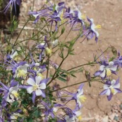 Rocky Mountain Columbine -Plant Seed Store aquilegia coerulea 3 1