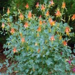 Arizona Columbine -Plant Seed Store aquilegia desertorum in flwr