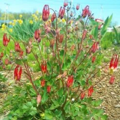 Little Lanterns Columbine -Plant Seed Store aquilegia little lanterns cropped 1 1 1