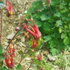 Little Lanterns Columbine -Plant Seed Store aquilegia little lanterns cropped 5 1