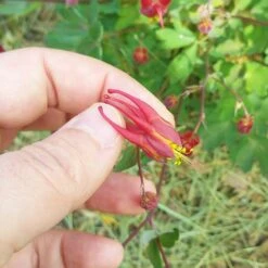 Little Lanterns Columbine -Plant Seed Store aquilegia little lanterns cropped close up 1 1