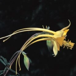 Swallowtail® Columbine -Plant Seed Store aquilegia species swallowtail 20822 2 web 1