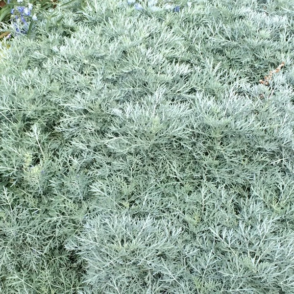 Powis Castle Artemisia 3 Powis Castle Artemisia - Image 3