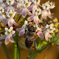California Narrow Leaf Milkweed -Plant Seed Store asclepias fascicularis santa monica trails council 3 cropped
