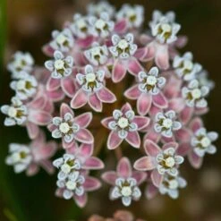 California Narrow Leaf Milkweed -Plant Seed Store asclepias fascicularis santa monica trails council 5 cropped
