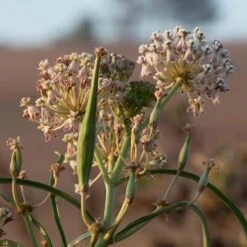 California Narrow Leaf Milkweed -Plant Seed Store asclepias fascicularis santa monica trails council 6 cropped