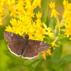 Hello Yellow Butterfly Weed -Plant Seed Store asclepias hello yellow milkweed blooms