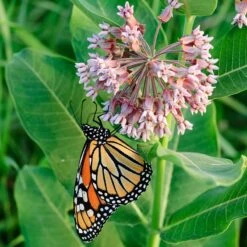 Common Milkweed -Plant Seed Store asclepias syriaca 1