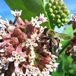 Common Milkweed -Plant Seed Store asclepias syriaca 2