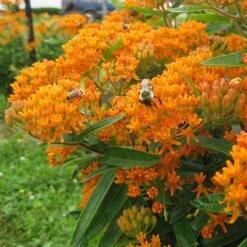 Butterfly Weed (Clay Form) 12 Butterfly Weed (Clay Form) -Plant Seed Store asclepias tuberosa butterfly weed 2 1