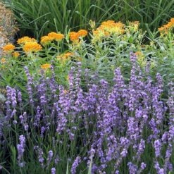 Sharon Roberts English Lavender 11 Sharon Roberts English Lavender -Plant Seed Store asclepias western gold mix lavandula angust sharon roberts 1