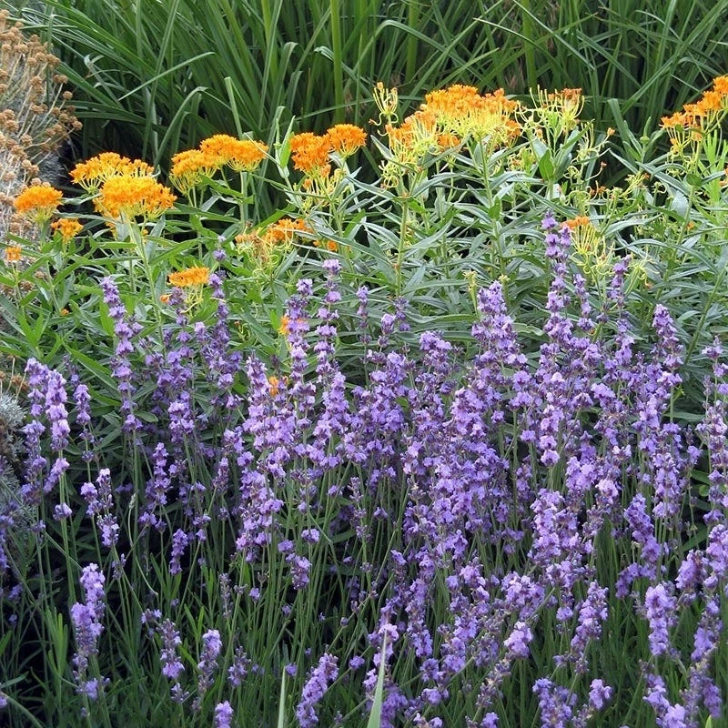 Sharon Roberts English Lavender 5 Sharon Roberts English Lavender - Image 5