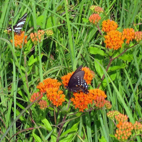 Butterfly Weed (Clay Form) 2 Butterfly Weed (Clay Form) - Image 2