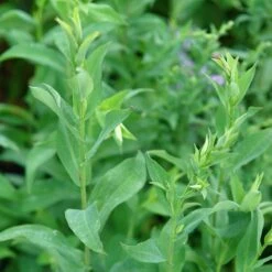 Bluebird Smooth Aster -Plant Seed Store ast laev bluebird foliage northcreek nurseries cropped